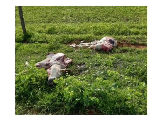 Quadrilha que roubava e abatia gado em fazendas e revendia em açougues é presa em MT
