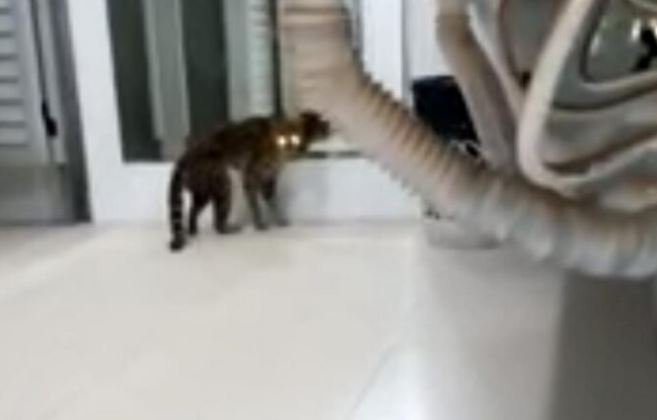 Jaguatirica aparece em Posto de Combustíveis