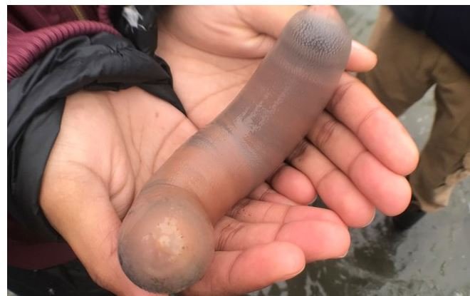 Peixe em formato de pênis assusta banhistas em praia turística; entenda