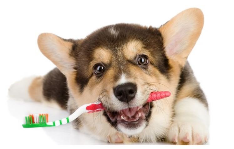 Aprenda a fazer pasta de dente para cachorro com itens caseiros