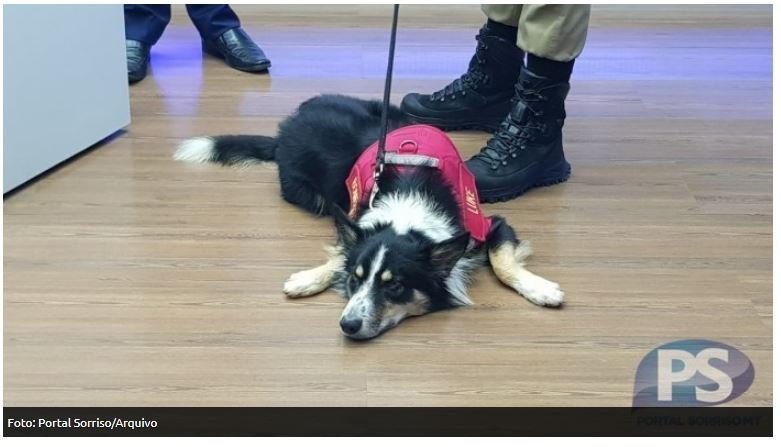 Bombeiros de Sorriso e cão Luke encerram buscas por garoto desaparecido em distrito
