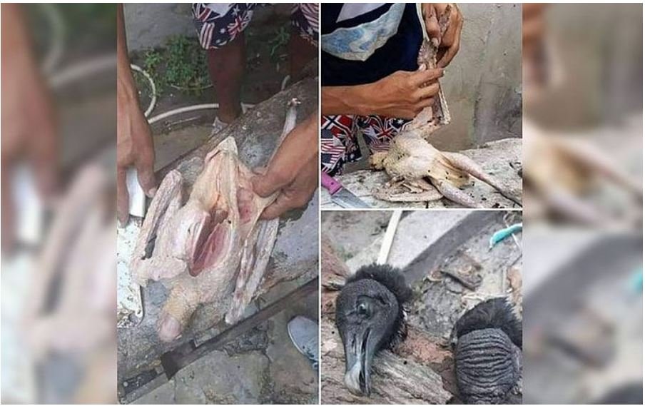 Carne de urubu é vendida como galinha caipira em feira de Manaus