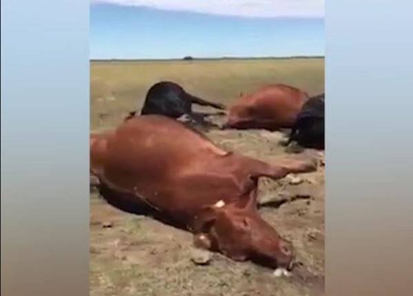 Raio mata 22 vacas que valiam até R$ 800 mil cada
