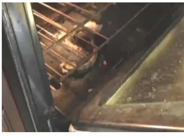 Família encontra cobra assada no forno enquanto cozinhava pizza