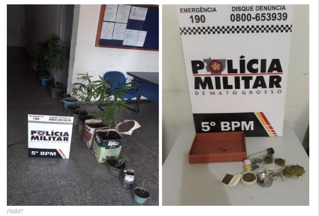 Trio é preso com plantação de 27 pés de maconha em quintal de residência em MT