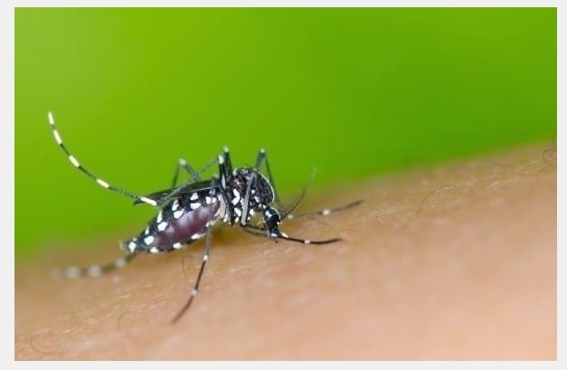 Criança morre de dengue hemorrágica em Sinop