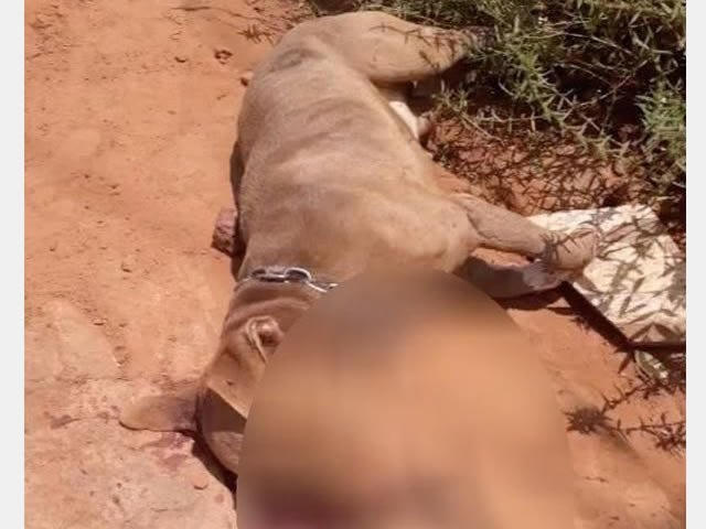 Cachorro é morto a pauladas após atacar idosa em Sinop