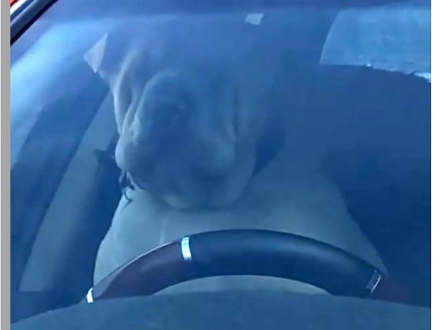 CACHORRO FICA PRESO EM CARRO E BUZINA ATÉ O DONO APARECER