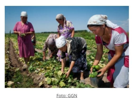 Garantia Safra vai atender 32 mil agricultores familiares