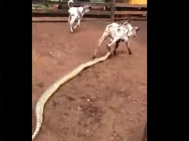 Vídeo mostra bezerro sendo atacado por sucuri de quase 4 metros