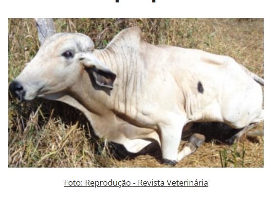 Indea atende casos de raiva bovina em Apiacás e monitora propriedades