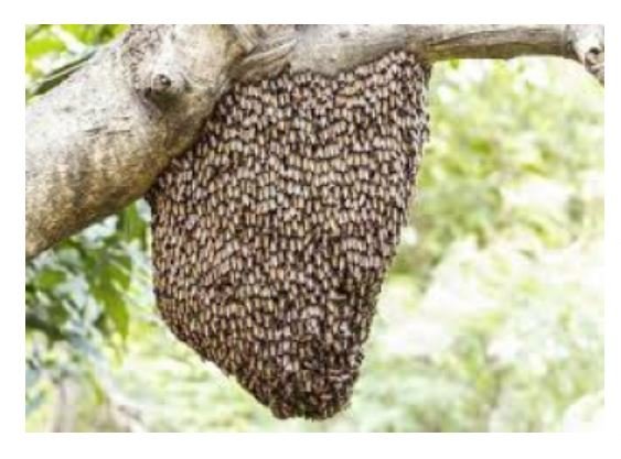 Agrônomo morre depois de ser picado por abelhas ao tentar pegar manga em sítio de MT