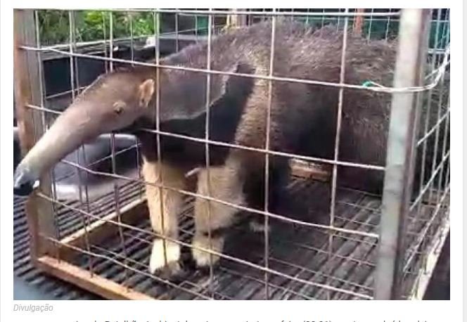 PM resgata tamanduá-bandeira e devolve ao seu habitat
