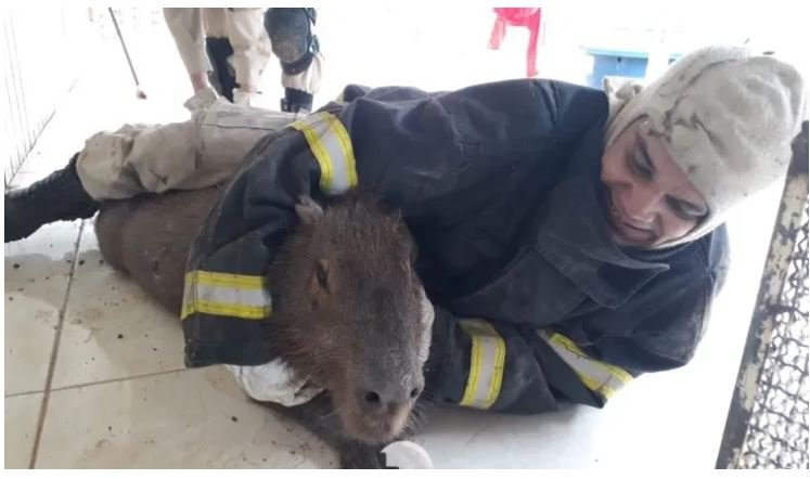 VEJA O VÍDEO: Capivara adulta é localizada e capturada em residência em Sinop