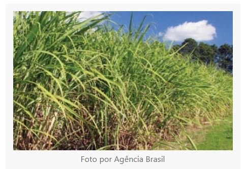 Bagaço de cana pode substituir petróleo na fabricação de plásticos
