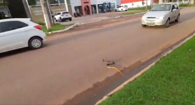 Cobra é flagrada tentando atravessar avenida movimentada de Sinop
