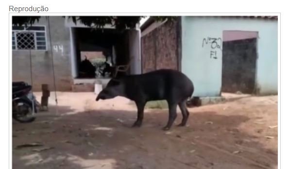 Vídeo flagra anta andando por ruas de cidade do interior de MT