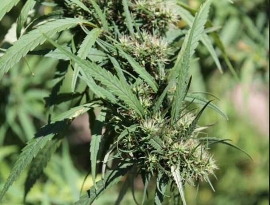 Girão se manifesta contra a liberação de uso e plantio de maconha no Brasil