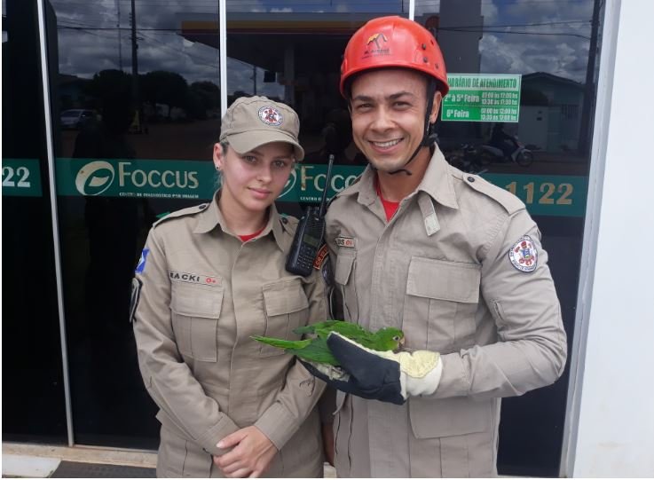 Bombeiros de Colíder resgatam Maritaca presa ao telhado de empresa. (Vídeo)