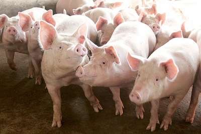 Mato Grosso tem potencial para ser polo do 'pré-sal caipira': a energia que vem dos porcos