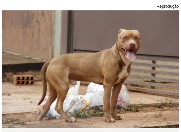 Cão pitbull invade residência, ataca pai e filho e é baleado em MT