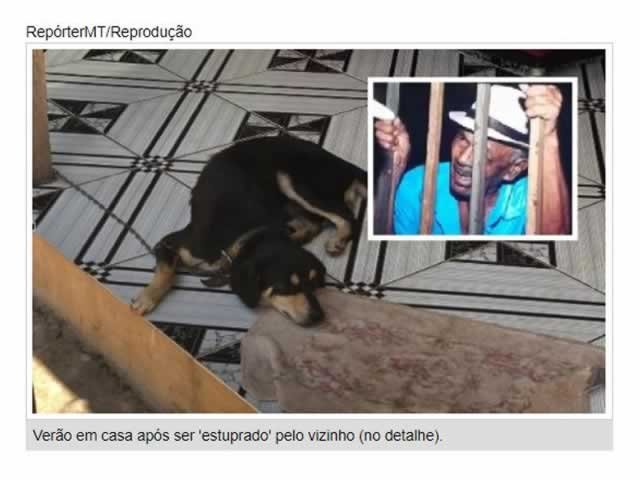 Cão que teve ânus rasgado com cabo de vassoura não consegue evacuar e passa por cirurgia