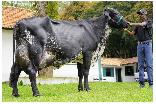 Vaca brasileira entra para o livro d recordes após produzir 127 kg de leite um único dia