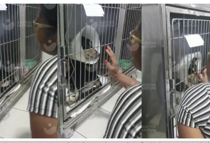 Cão que teve ânus rasgado chora ao reencontrar dona após cirurgia em MT