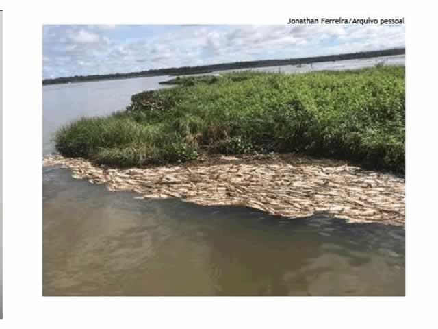 Vídeos mostram mortandade de peixes no rio Teles Pires