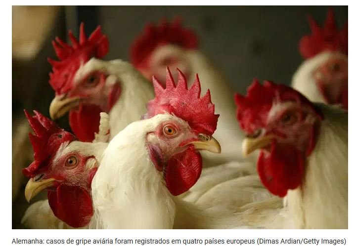 Alemanha confirma caso de gripe aviária H5N8 em criação de frangos