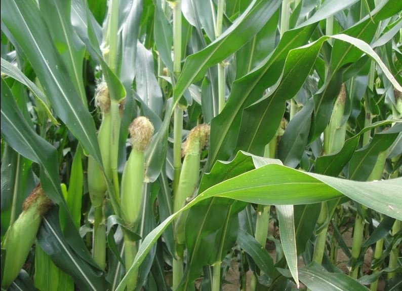 Demanda de usinas por milho para a produção de etanol em MT mantém preço do grão e anima produtores