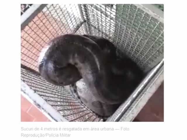 Sucuri de 4 metros é resgatada na zona urbana de cidade de MT após engolir cachorro