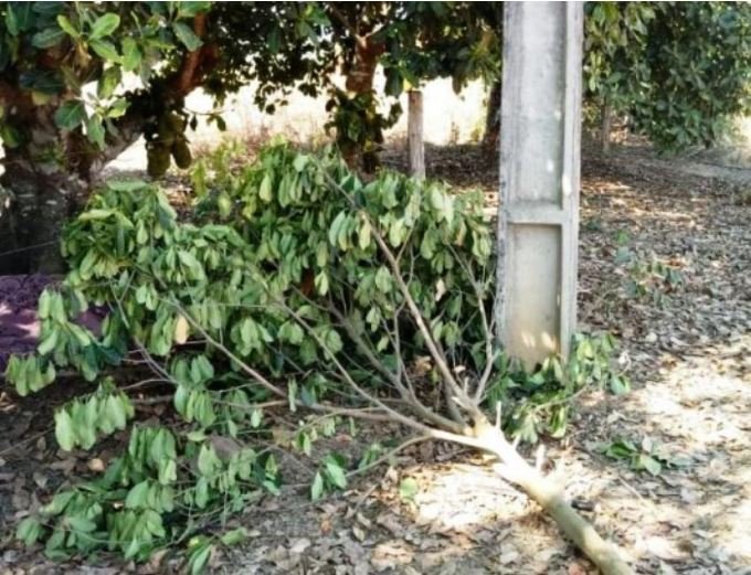Homem morre eletrocutado ao tentar podar árvore em União do Norte