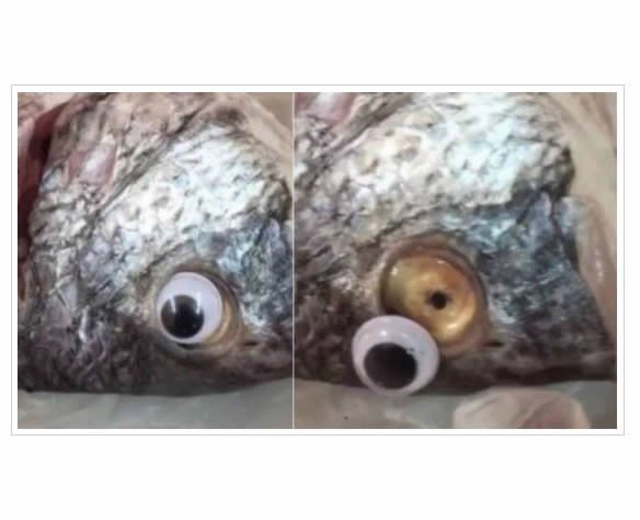 "TRUQUE" Vendedor põe olho falso em peixe para deixar produto 'mais fresco'