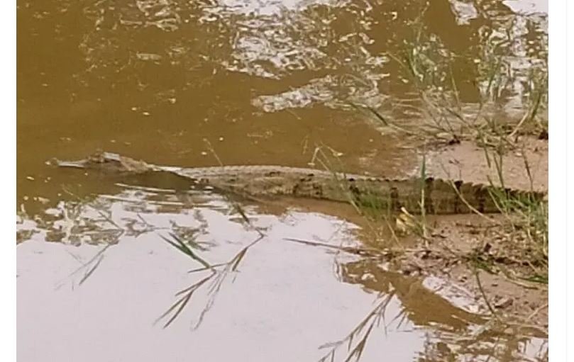 Jacaré é flagrado ‘se refrescando’ no Lago Municipal