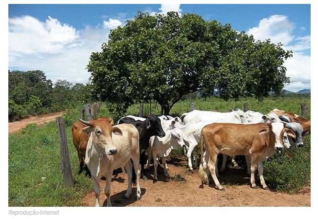 Homem é preso por receptação de carne de gado furtado de propriedade rural em MT