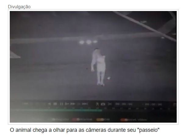 Câmeras flagram onça “passeando” na entrada do mirante em Chapada