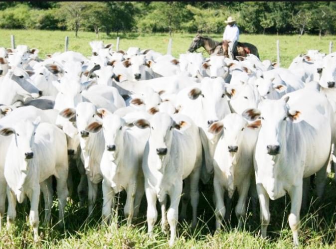 Boi: carne bovina segue firme no atacado; substitutas se desvalorizam, diz Cepea