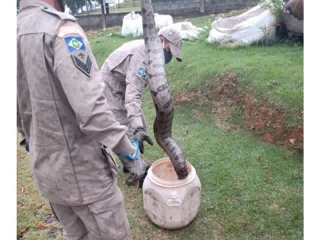 Cobra é encontrada na AL de MT (Fotos)