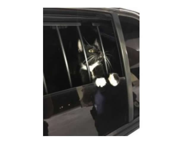 Gato é PRESO suspeito de furto nos EUA