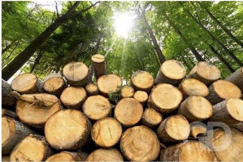 Sema vai diminuir taxas e facilitar licenciamento ambiental