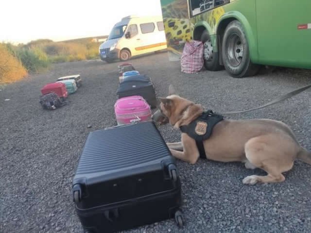Gestante é flagrada com 21 kg de maconha. Cães da PF farejaram a droga (Fotos)