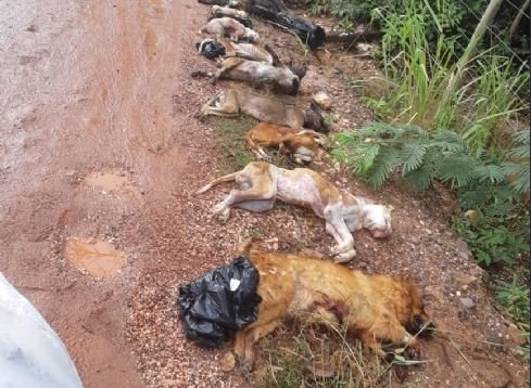 Polícia encontra 18 cães mortos num matagal em cidade de MT