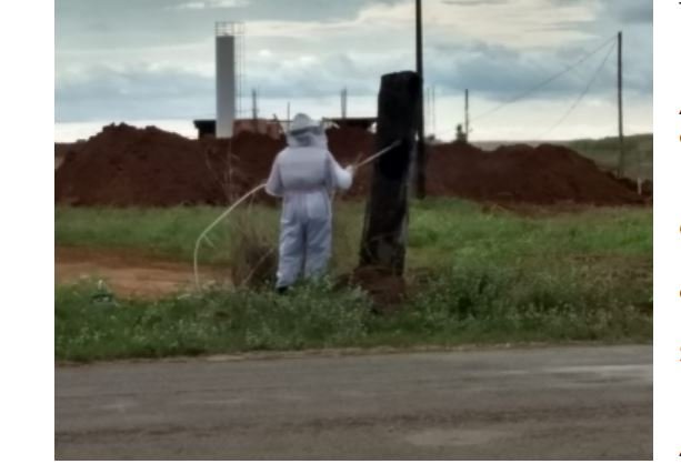 Bombeiros exterminam abelhas que atacaram e mataram cachorro em Comunidade no interior de MT