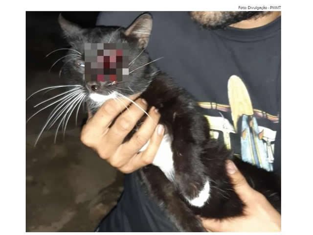Homem é preso por atirar em gato com arma de pressão