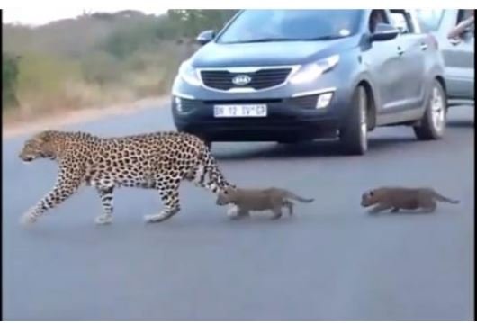 Felinos em aula: leopardo ensina filhotes a atravessar estrada (Vídeo)