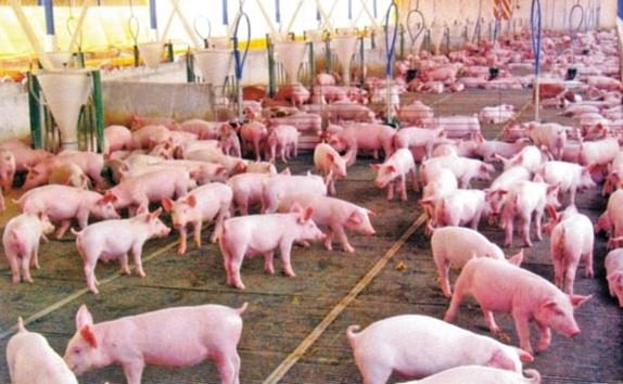 Exportação de suínos deve ser recorde em maio; no caso das aves, preços vêm caindo
