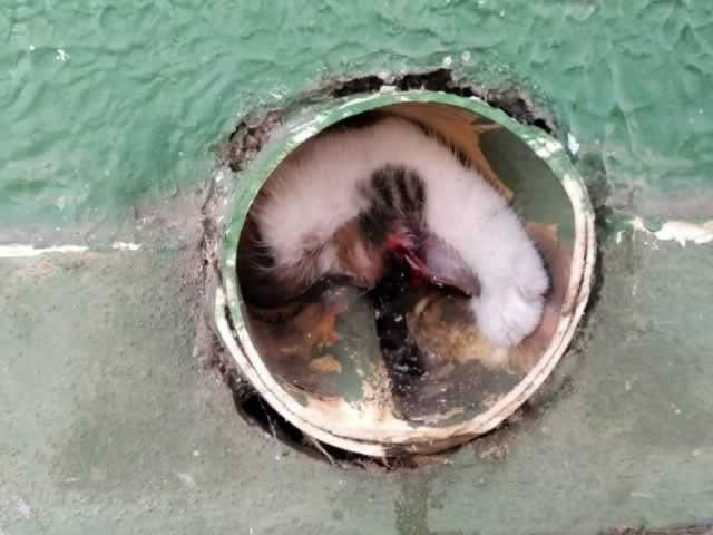 Bombeiros de Colíder salvam dois gatinhos da morte certa. (Fotos)