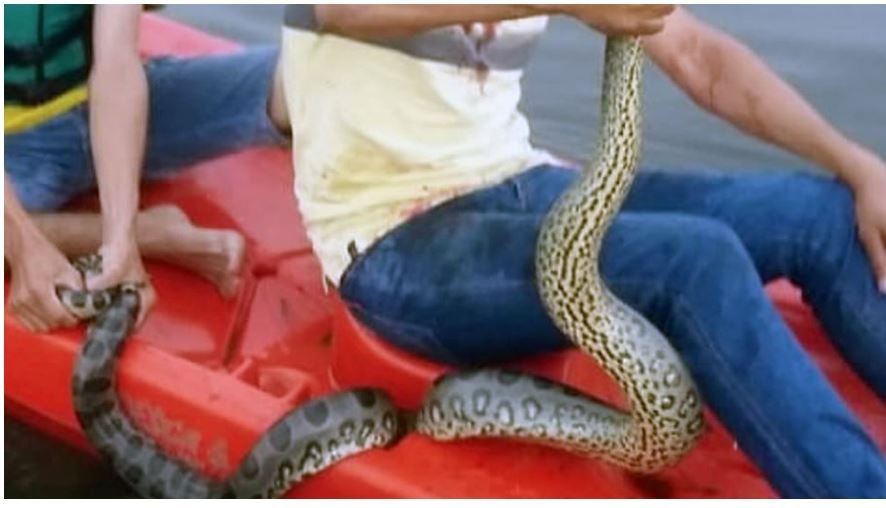Empresário é atacado por cobra durante pescaria no Nortão