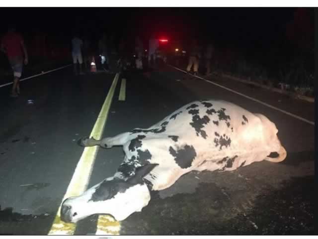 Homem capota caminhonete após atropelar vaca